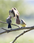 Western Kingbirds 5397